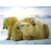 Xpert Systems  3D Wildlife Mouse Pad [ Bears ] <br>QuickFind: 5890